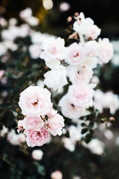 Krásné květiny, růže — Stock fotografie