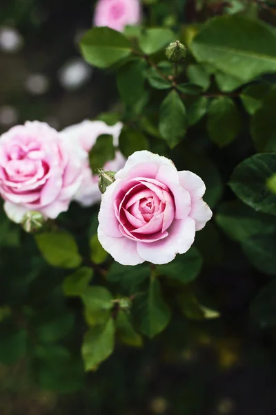Květ růže na Bushe — Stock fotografie