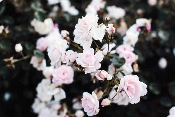 Hermosas flores de Rose —  Fotos de Stock