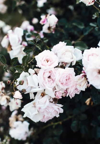 Hermosas flores de Rose —  Fotos de Stock