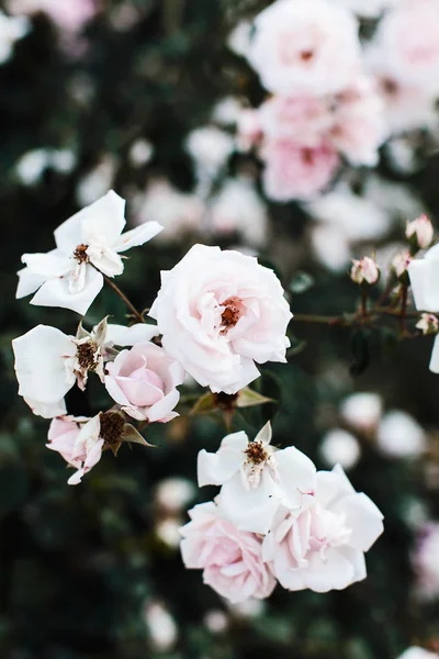 Hermosas flores de Rose —  Fotos de Stock