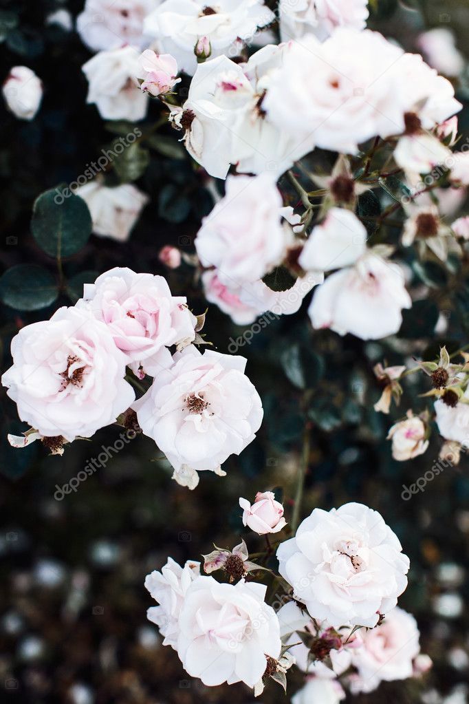 beautiful flowers of Rose