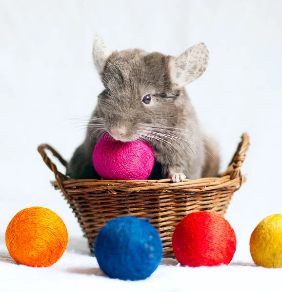 Chinchilla — Stock Photo, Image