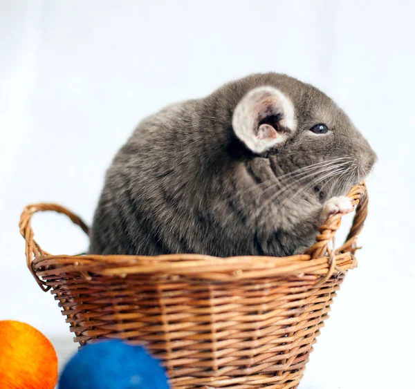 Chinchilla — Stock Photo, Image