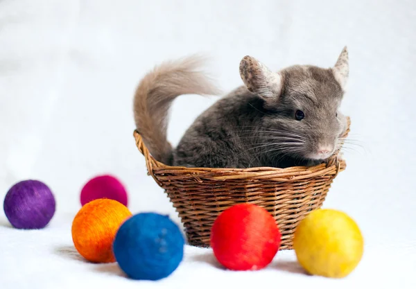 Chinchilla — Stock Photo, Image