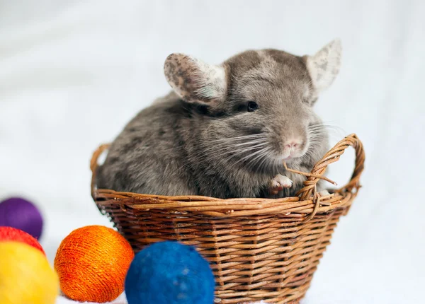 Chinchilla — Stock Photo, Image