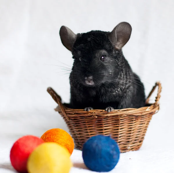 Chinchilla — Stock Photo, Image