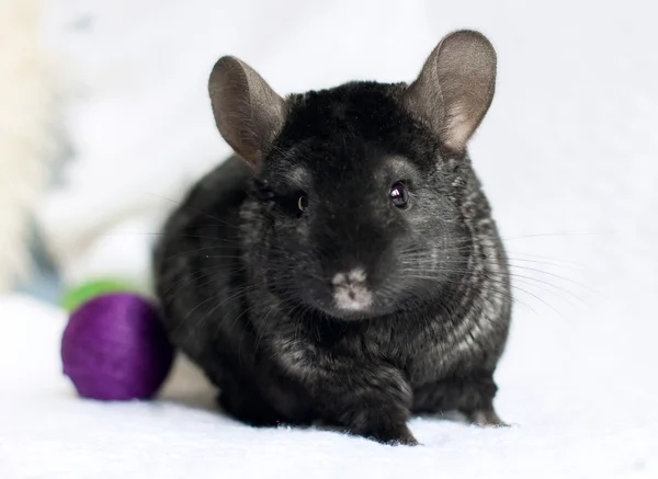 Chinchilla — Stockfoto