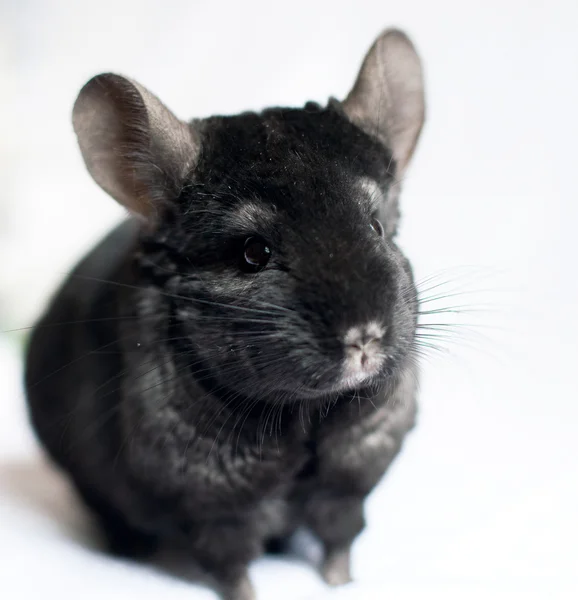 Chinchilla — Photo