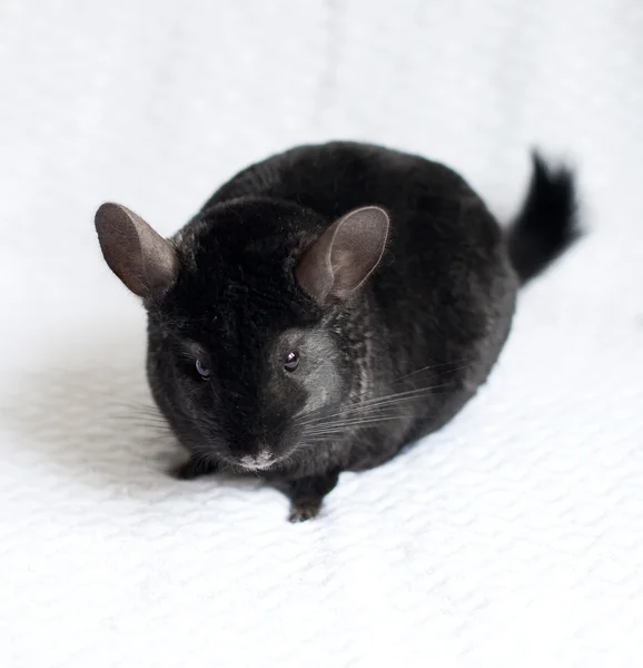 Chinchilla — Photo