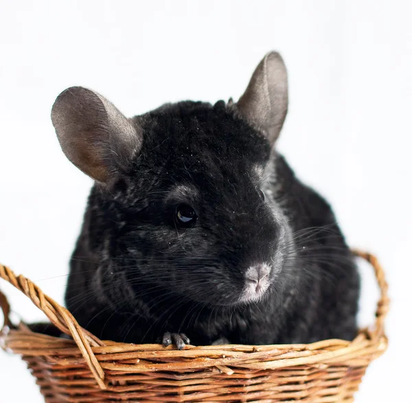 Chinchilla — Stock Photo, Image