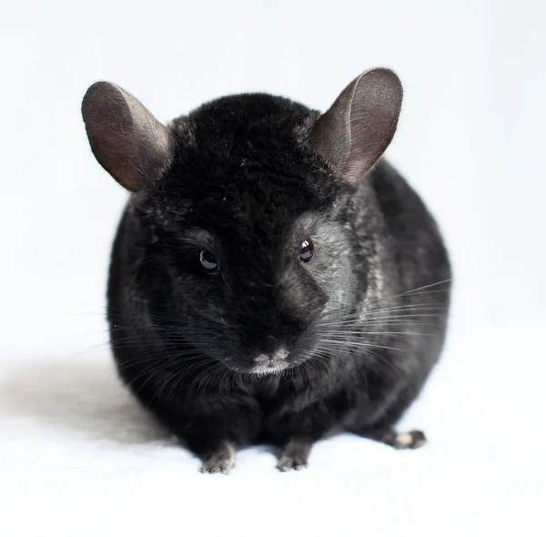 Chinchilla — Photo