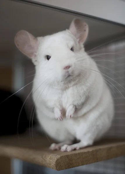 Chinchilla — Stockfoto