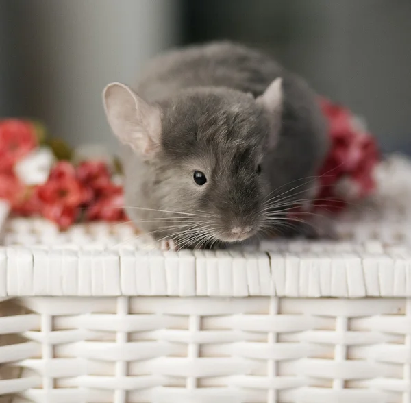 Chinchilla — Stock Photo, Image