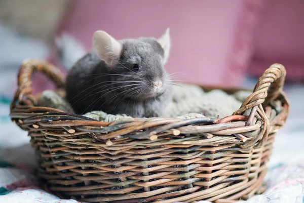 Chinchilla — Stock Photo, Image