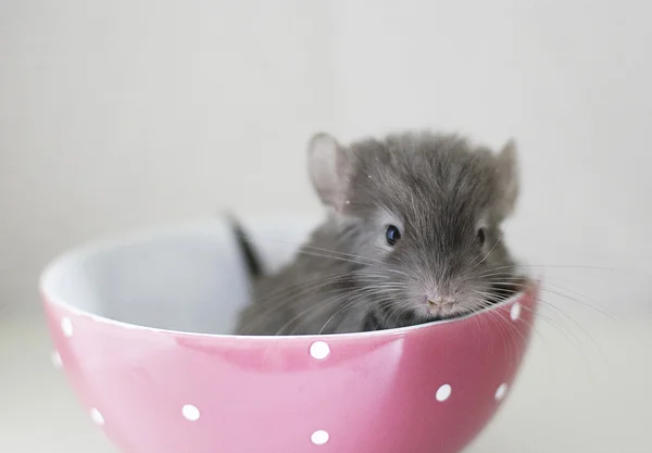 Chinchilla — Stock Photo, Image