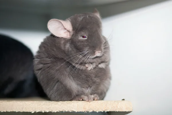 Chinchilla — Stock Photo, Image