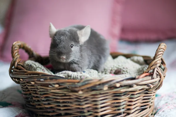 Chinchilla — Stock Photo, Image