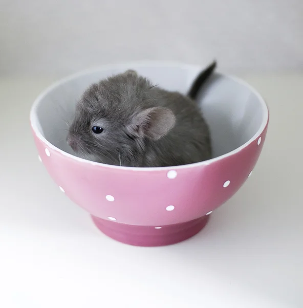 Chinchilla — Stock Photo, Image