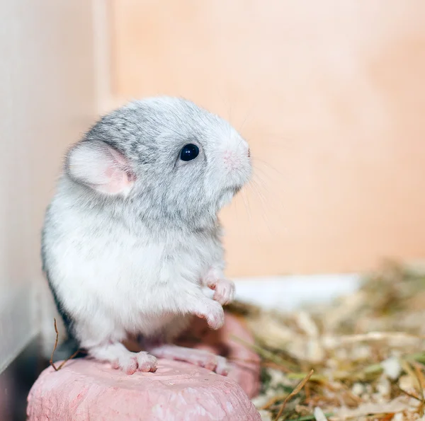 Chinchilla — Stock Photo, Image