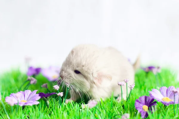 Chinchilla — Stock Photo, Image