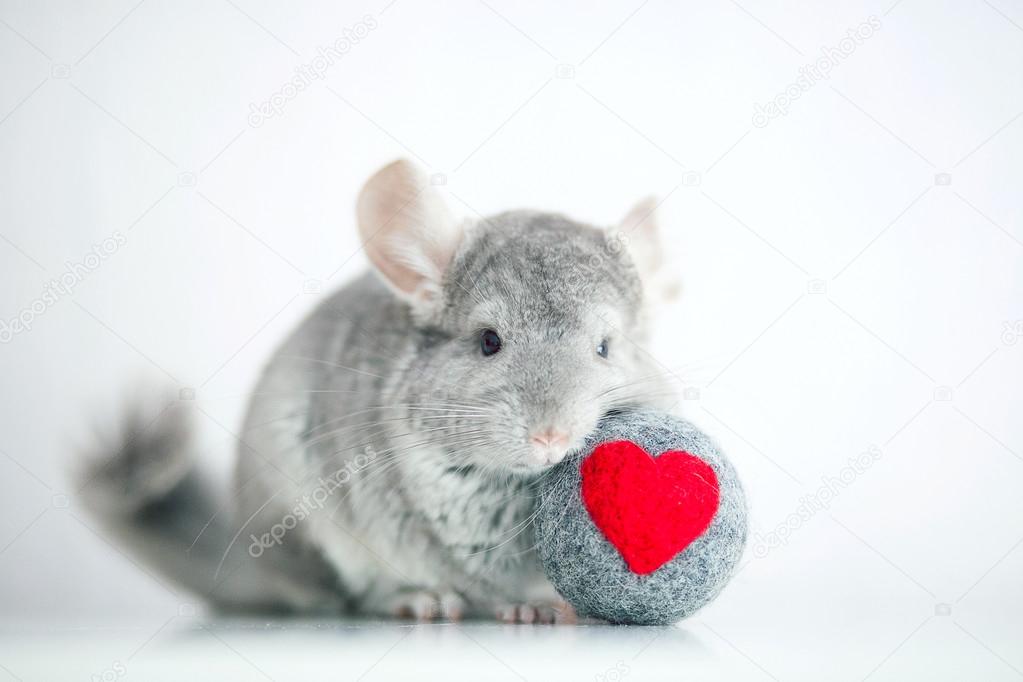 Chinchilla