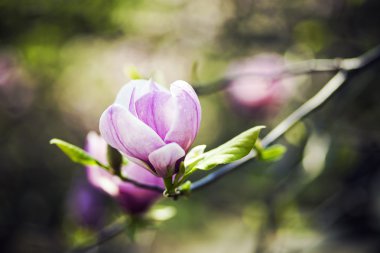 Çiçek açan Manolya çiçek