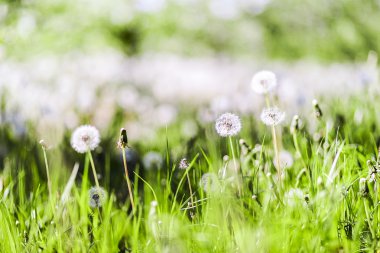 Dandelions çiçek alanı