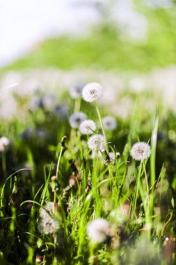 Dandelions çiçek alanı