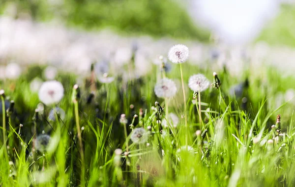 Campo de flores de dientes de león — Foto de Stock