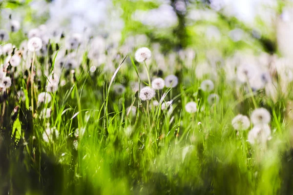 Campo de flores de dientes de león — Foto de Stock