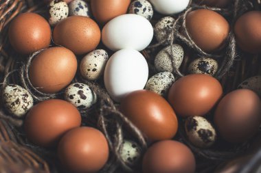 tavuk ve Bıldırcın yumurta