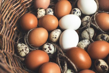 tavuk ve Bıldırcın yumurta