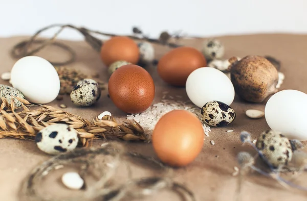 Pollo y huevos de codorniz — Foto de Stock