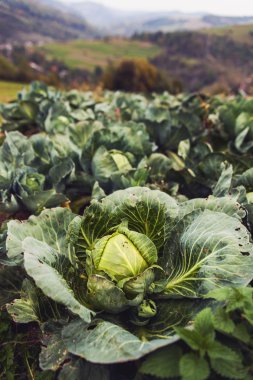yeşil lahana tarlası