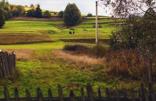 Arbres sur colline de montagne — Photo