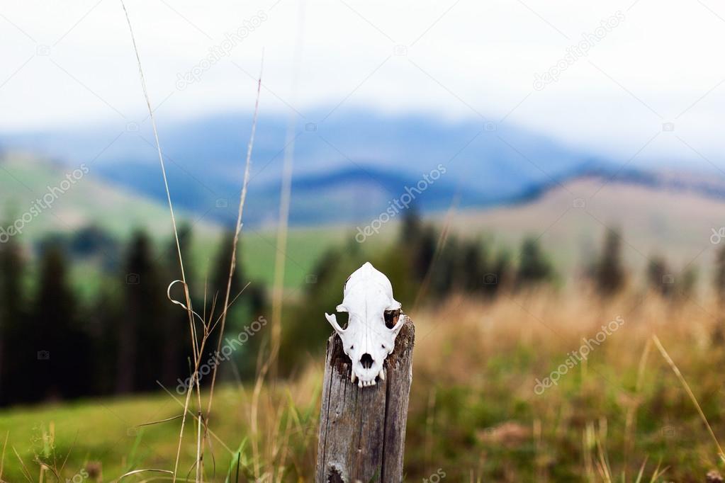 animal skull on wooden log
