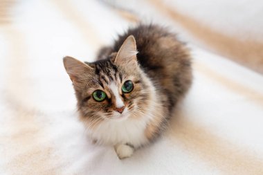 Kameraya bakan bir kedi. Farklı gözbebekleri olan yeşil gözler..