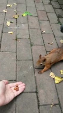 Sincap şehir ortamında ellerinin cevizlerini yer. Sincap bir fındık alır ve kaçar..