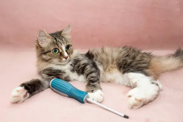 Farklı yeşil gözleri olan bir kedi pembe bir battaniyenin üzerinde yatar ve bir tornavida tutar. Komik kedi..