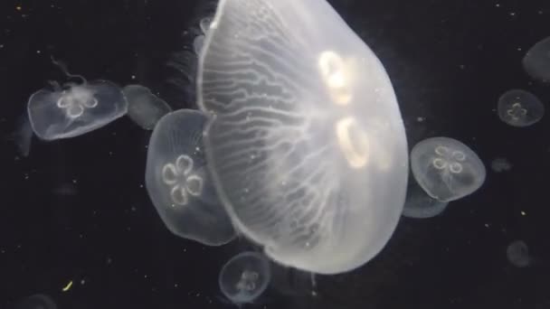 Mnoho krásných medúz. Podvodní záznam. — Stock video