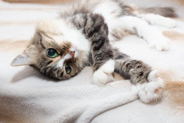 Sabah kediler. Kedi uyandı ve pençelerini zevkle uzattı. Şirin tüylü evcil hayvan. Büyük yeşil gözler..