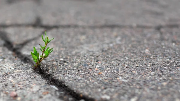 Die Pflanze wächst durch einen Riss im Asphalt. Das Konzept, ein neues Leben zu beginnen. Kopierraum. Ein Ort für Text. — Stockfoto