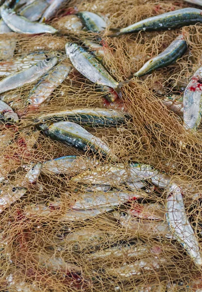 Риба в рибальській мережі — стокове фото