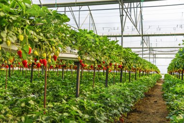 Güzel ve iştah açıcı çilek seralar