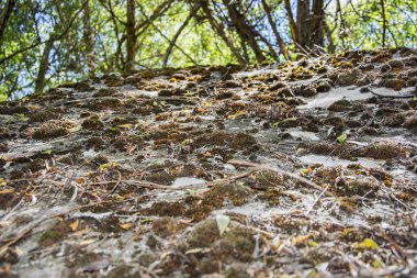 ormandaki yosunlu kayalar