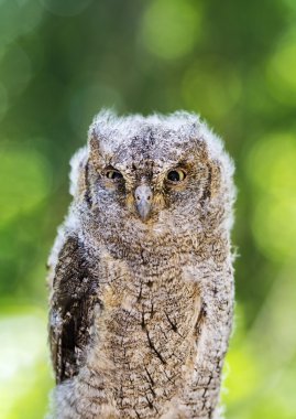 Yakın çekim, ağaç üzerinde bebek baykuş