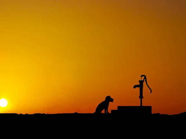 Silhouette Besides the water pump,,a thirsty dog — Stock Photo, Image