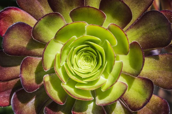 Circulaire cactus — Stockfoto