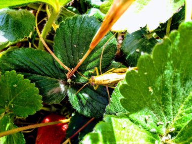 Çilek yaprağında dinlenen çekirge.